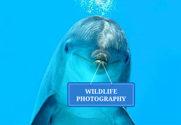 Images Redefined - Wildlife photography